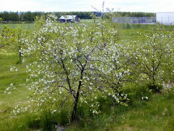 Prunus